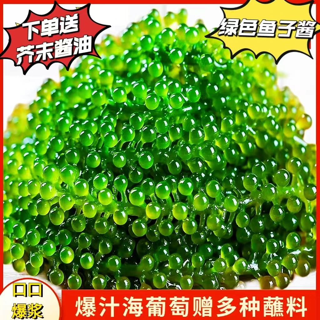 海葡萄海产品正宗海发菜海草水产干货新鲜发菜海藻好吃鱼籽海菜