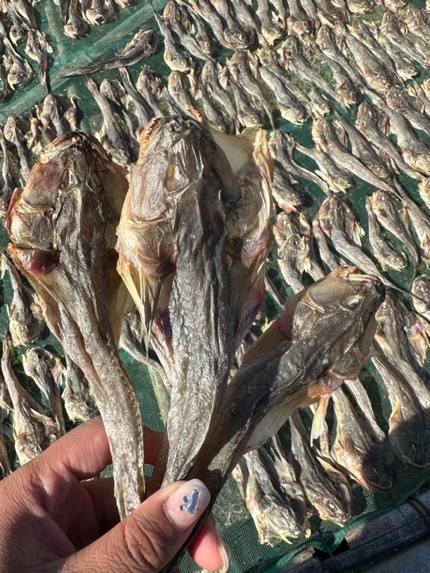 东港胖头鱼干.三斤包邮