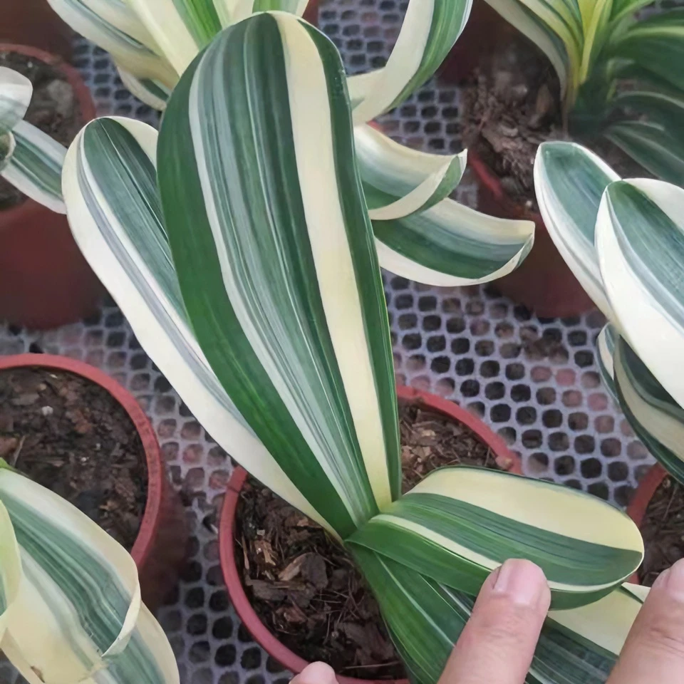 君子兰直播间一物一拍 直播间一物一拍