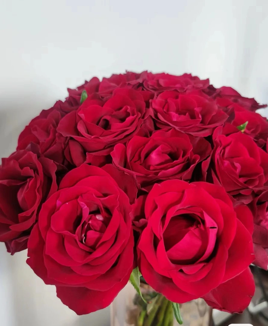 【我爱种花】20枝B级传奇玫瑰 云南基地鲜花