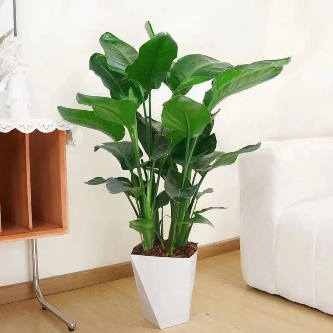【4株苗82cm左右】大型客厅绿植天堂鸟吸甲醛好看好养送白色菱形盆
