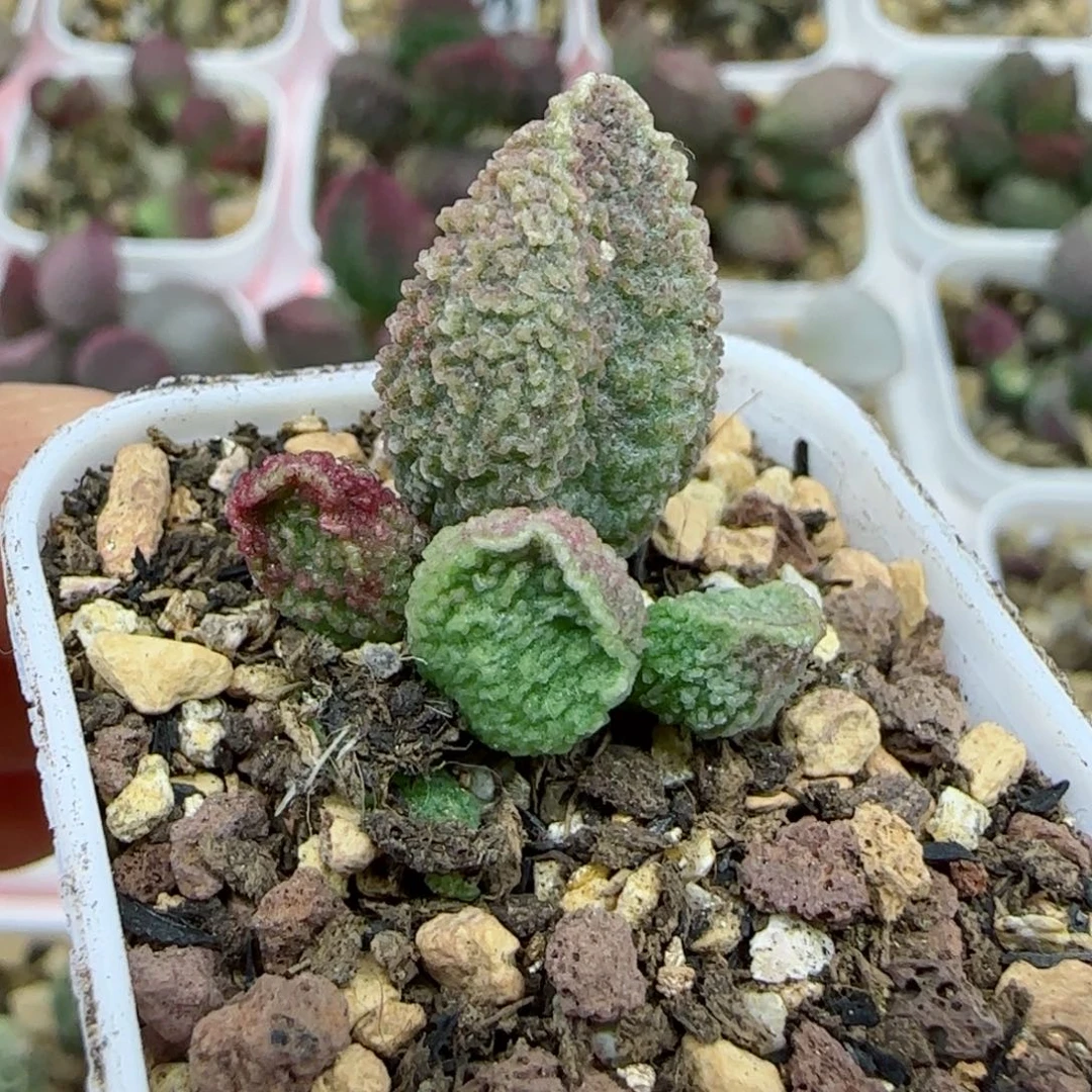 红猪宝叶插，带盆发