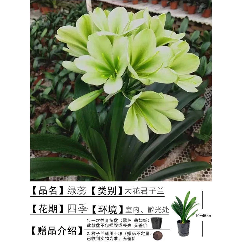 5到11叶子正宗同城盆栽四季常提供选择绿色红色冬季花苞观赏大小