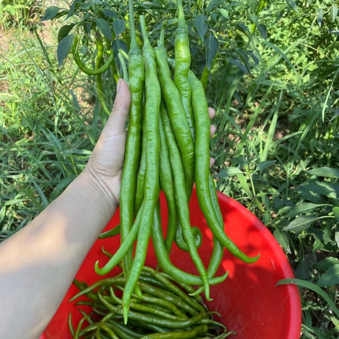 农家二荆条青辣椒线椒应季现摘新鲜蔬菜农产品整箱5斤3斤中辣采摘