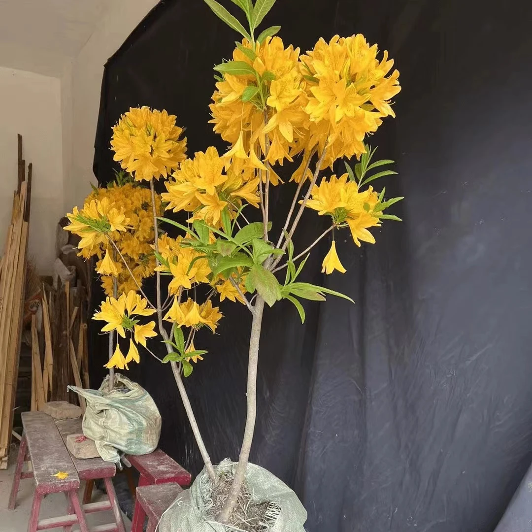 映山红杜鹃红盆景园艺造景2（一物一拍下单需备注请勿乱拍）