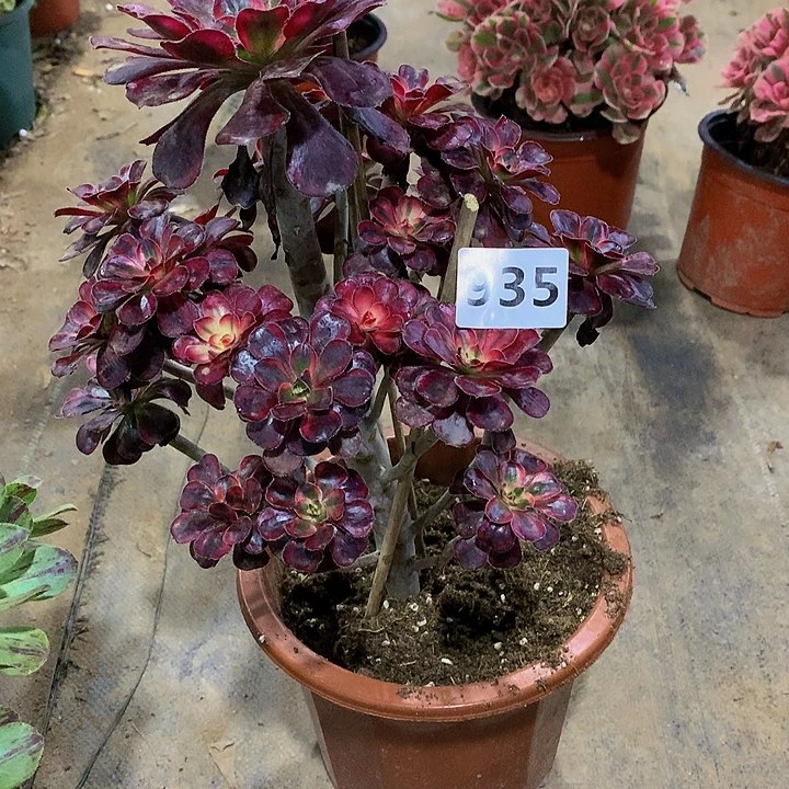 雷*935花88888888888