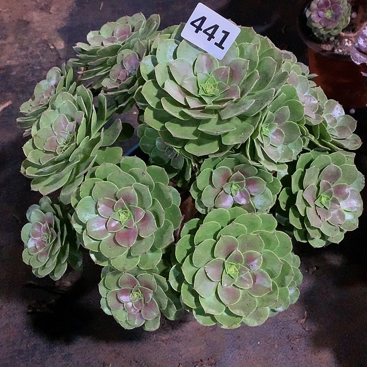 有*在花441.00000000000