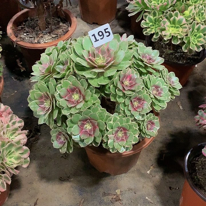 1****0花195.000000000000