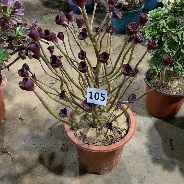 ღ****求105花888888888888