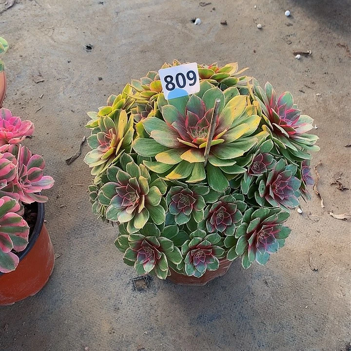 小*花809.00000000000