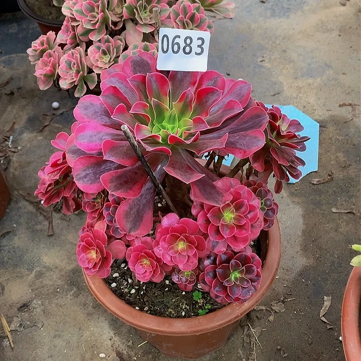 简*菊花0683.00000000000