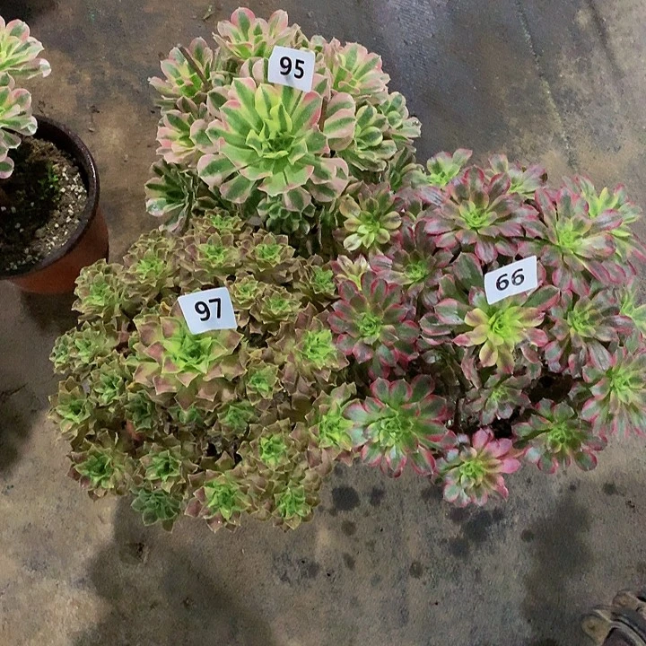 新***歌66.97.95花，0000000000