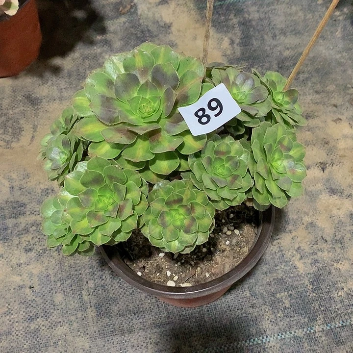 芒**?89花8888888888888