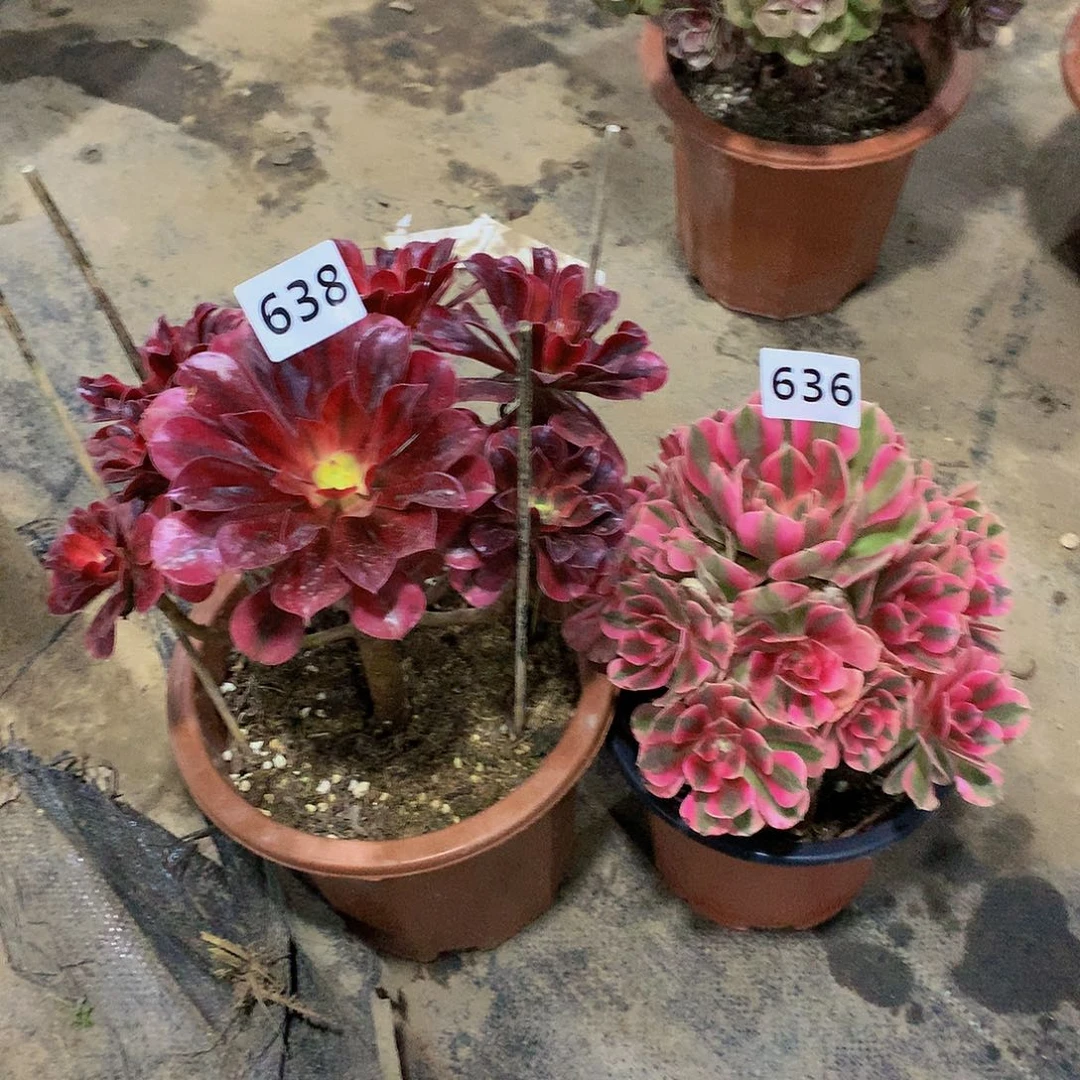 638.639花88888888888