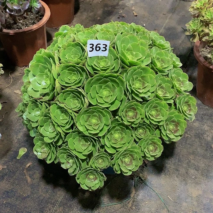陆*花.363.00000000000