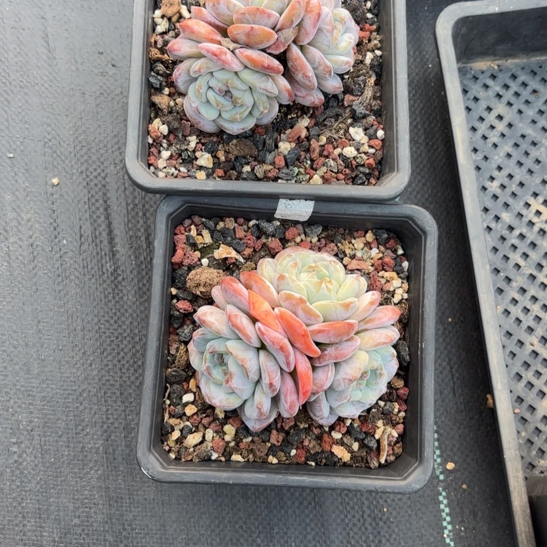 星影特价组合  一物一拍