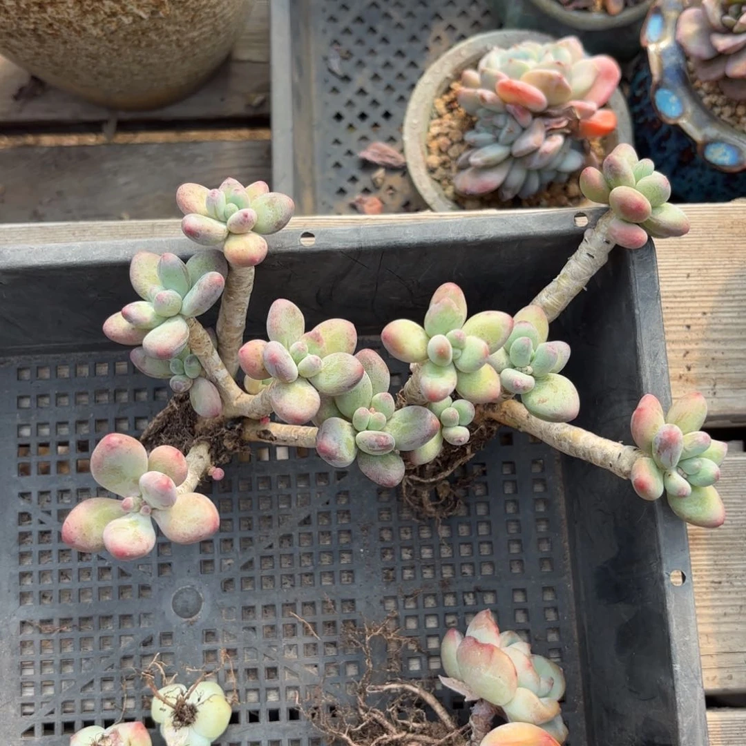 苹果奶酪 2颗特价