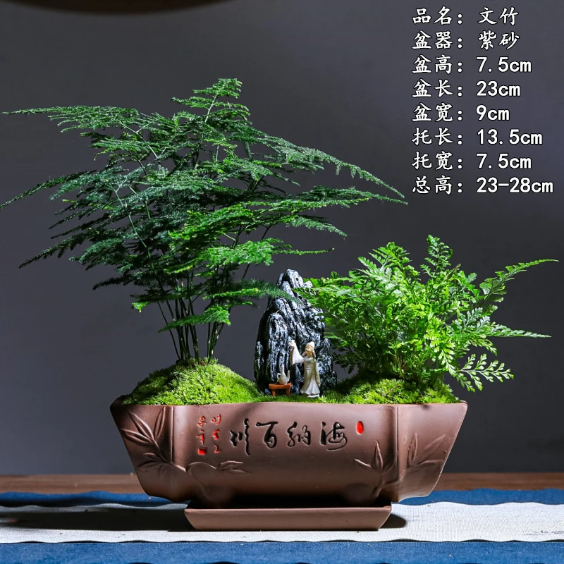 大文竹矮生小盆栽竹子直径办公室花卉成品盆景微景观一叶桌面好养