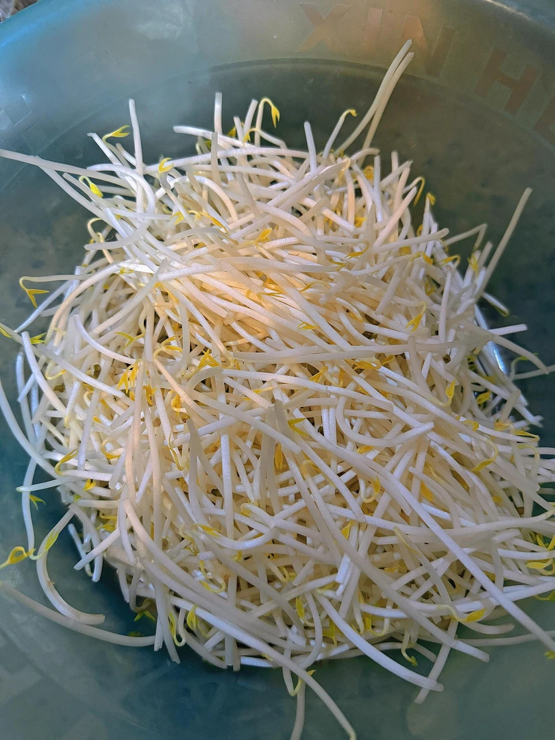 绿豆芽每份约500克，（生鲜下单后不支持退货，请慎拍。
