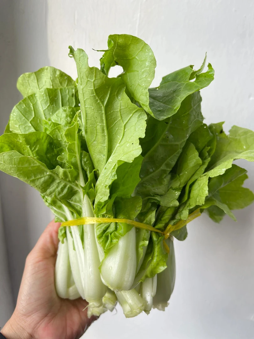 小白菜约500g(生鲜下单后不支持退货,请慎拍)