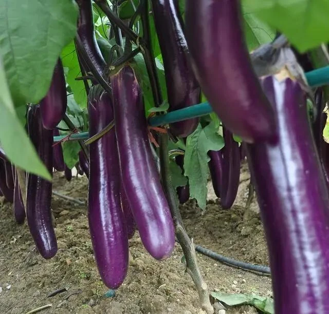 紫茄子约500g（生鲜下单后不支持退货，请慎拍）