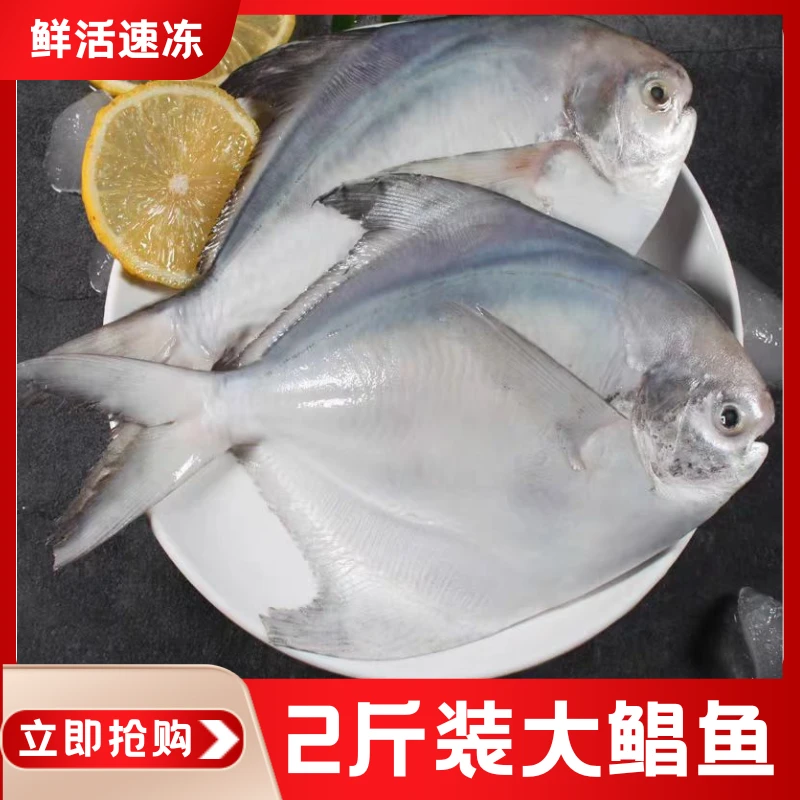 1斤1条东海大鲳鱼新鲜冷冻白鲳鱼银鲳鱼冷链精选特大号深海大鲳鱼