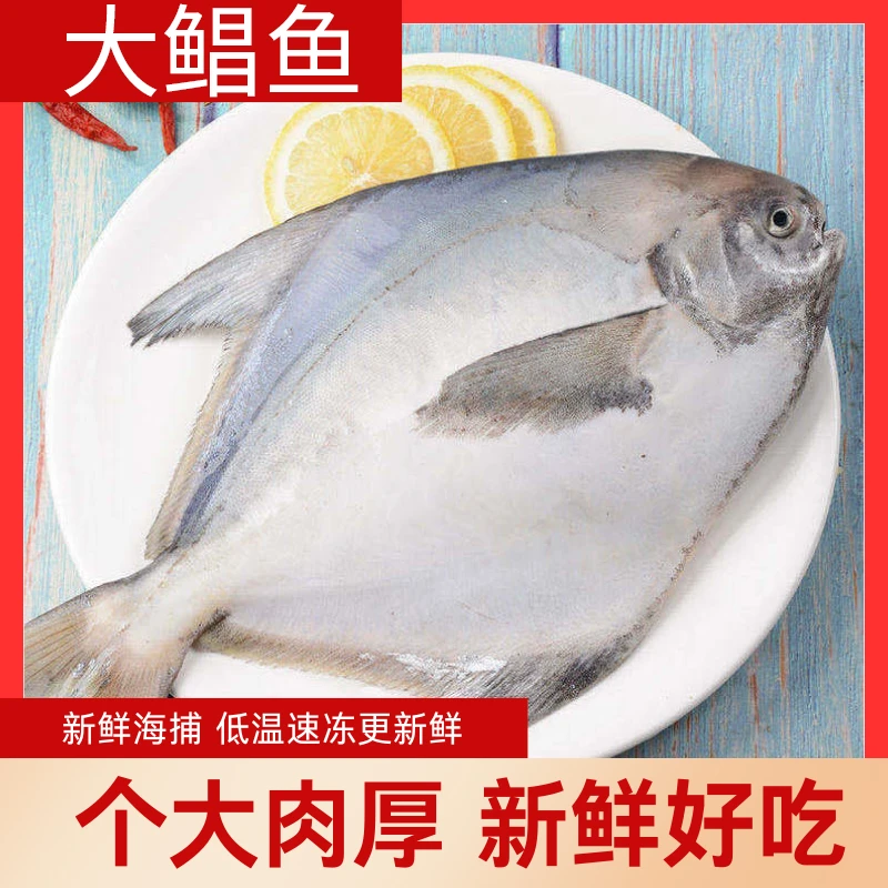 1斤1条东海鲳鱼新鲜冷冻白鲳鱼银鲳鱼平鱼海鲜正宗鲳鱼大号