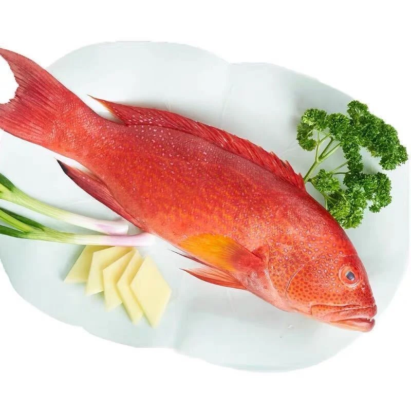 当天捕捞 新鲜东星斑海鲜水产鲜活石斑鱼低温冷冻燕尾斑包邮深海