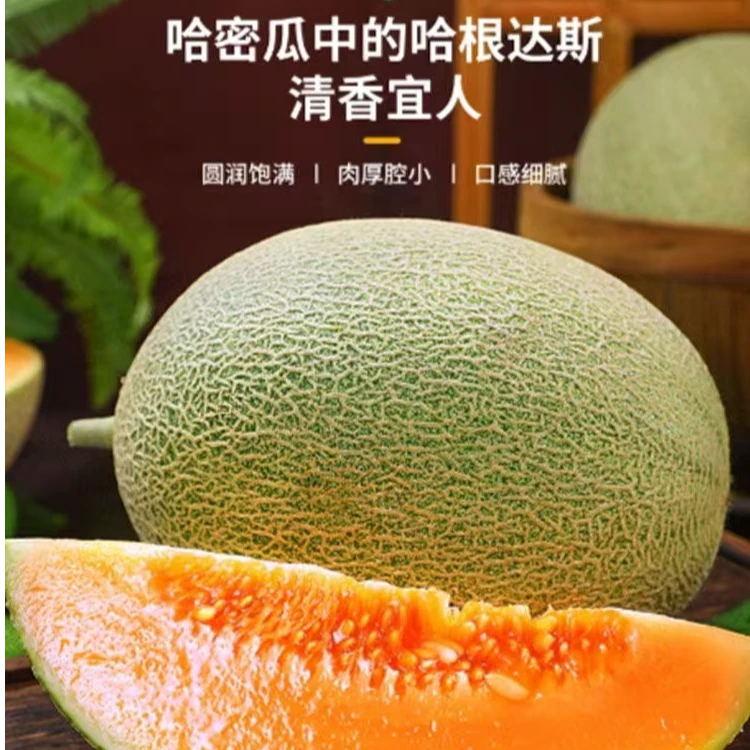 海南直发哈密瓜小蜜瓜新鲜采摘新鲜发货坏果包赔