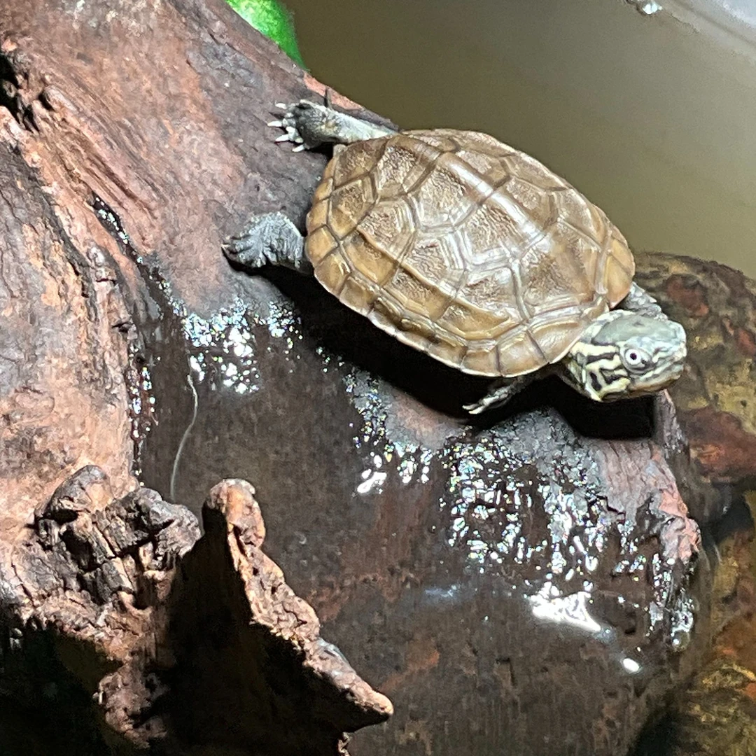 国龟（中华草龟直播间选龟链接）魔眼，苏北金线草，墨龟，变异龟