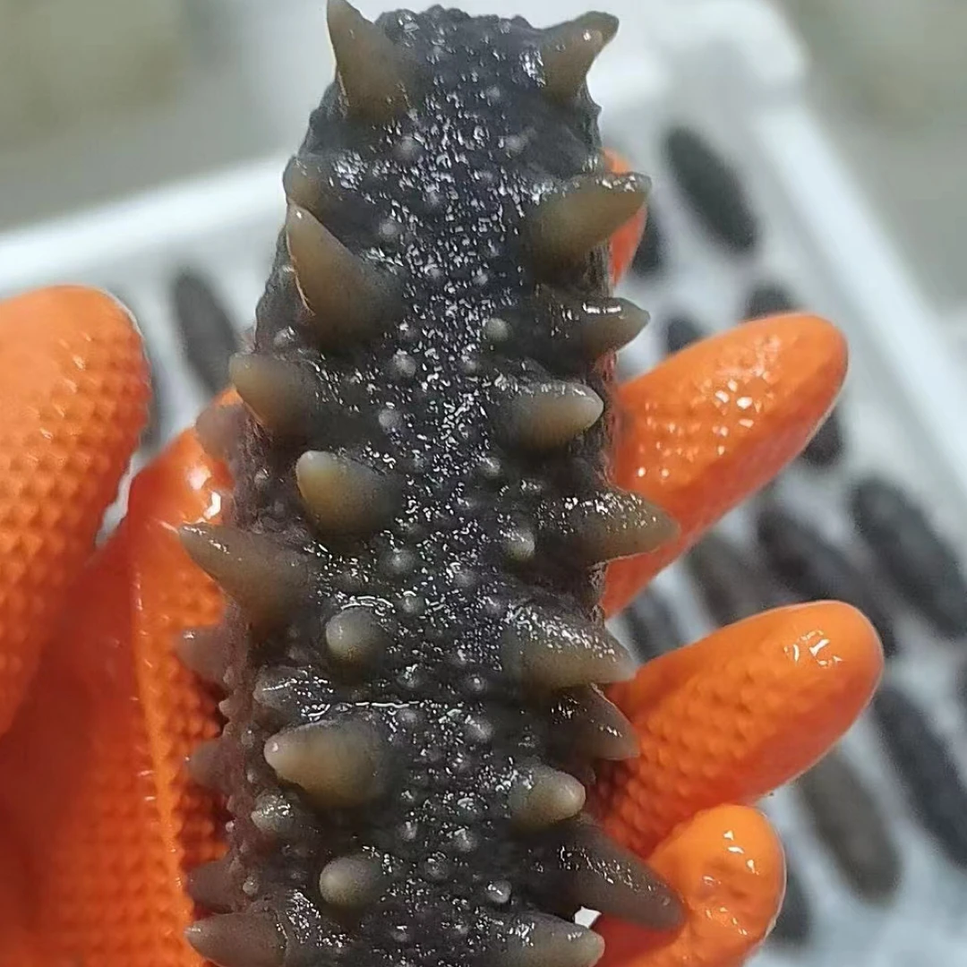 免费试吃一只海参，即食海参规格7-18头厂家直销