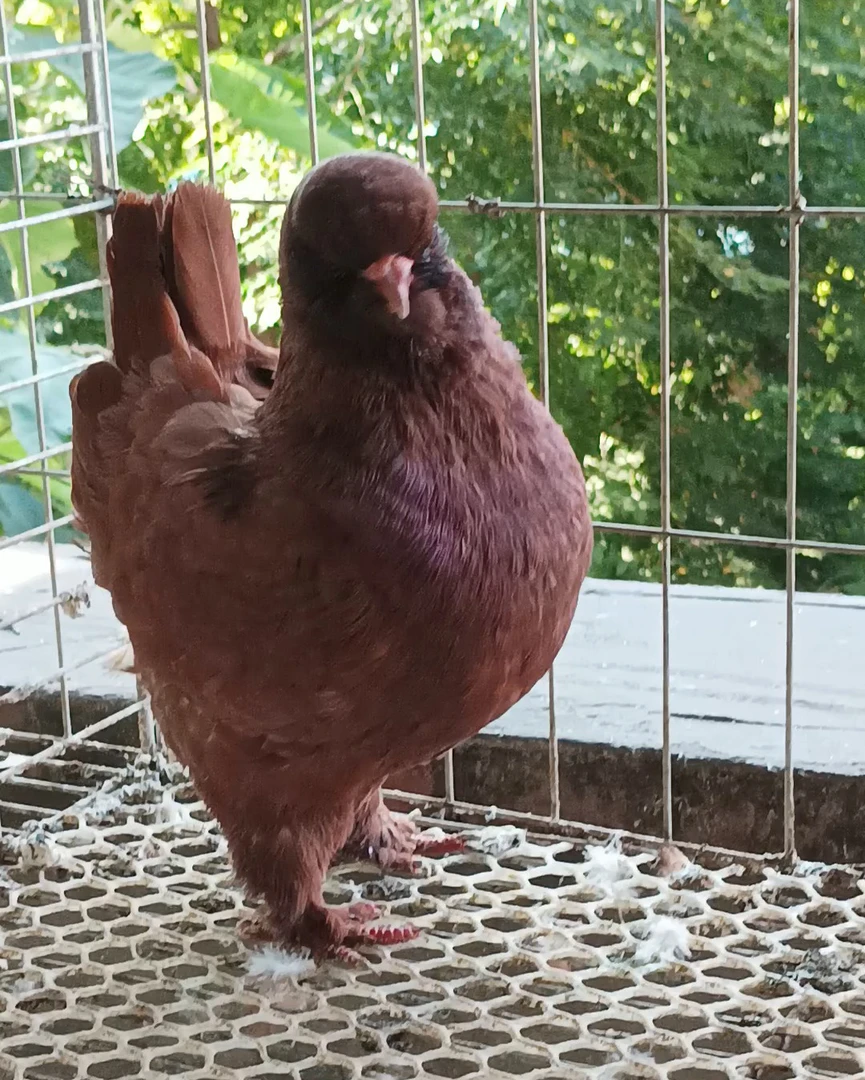 元环鸽子青年种鸽子