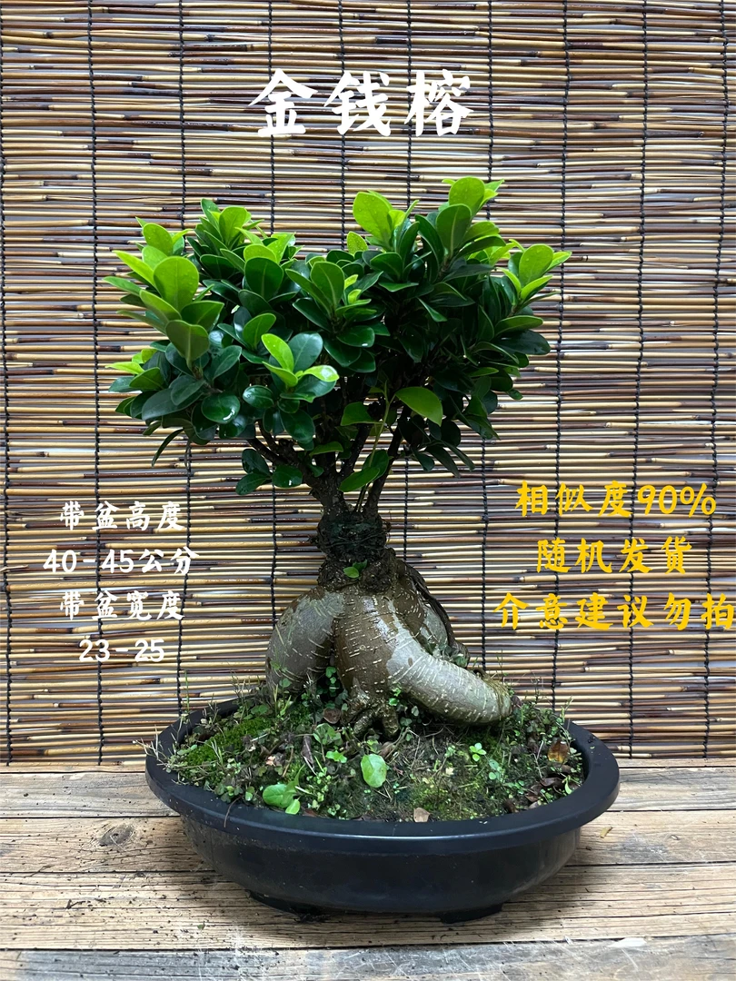 【金钱榕摇钱树盆栽】四季常青好养易活【随机发货 介意勿拍】