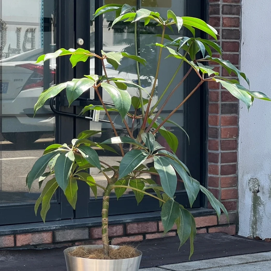 大叶伞盆栽适合客厅室内大型落地四季植物