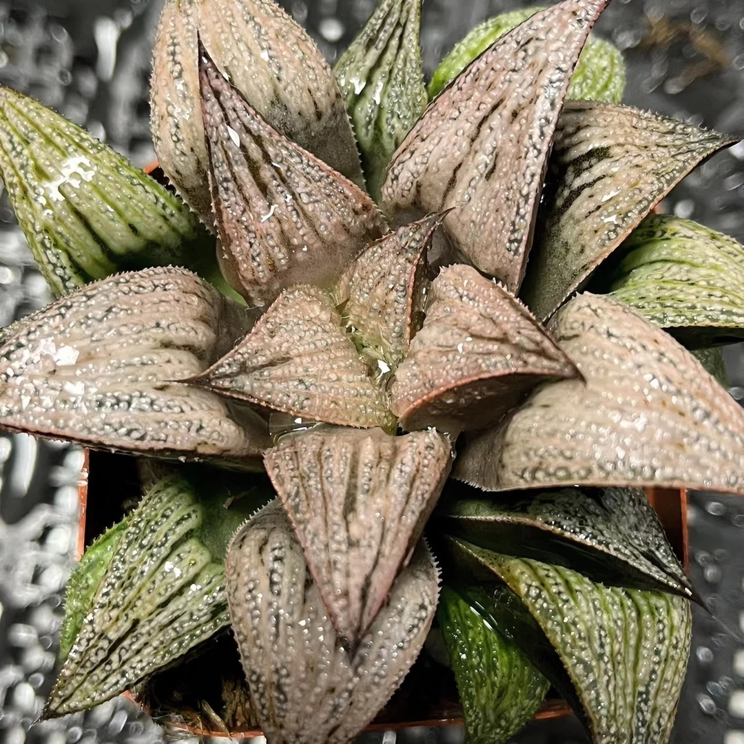 皇妃多肉【满16包邮】多肉植物