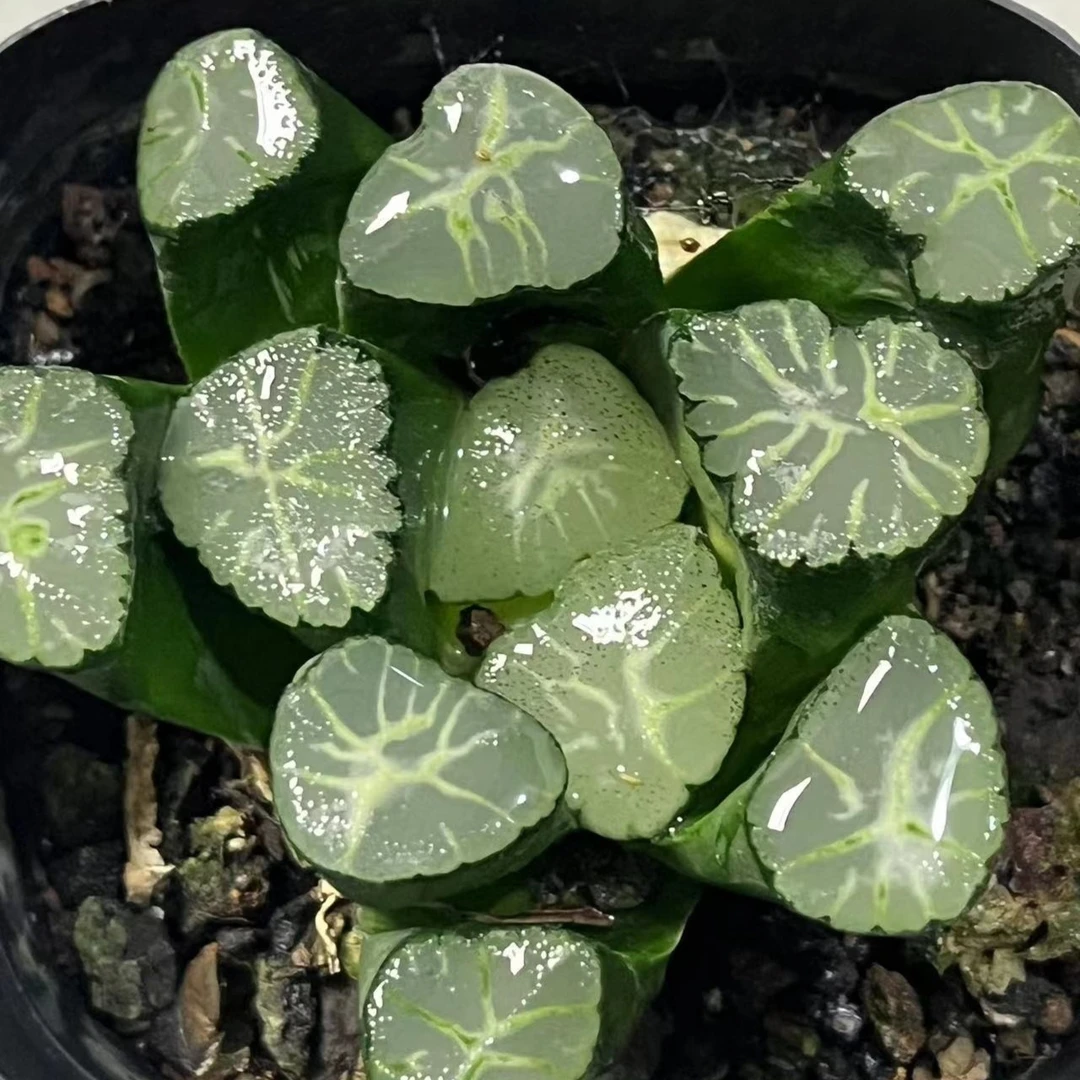 火烧云万象【满16包邮】多肉植物