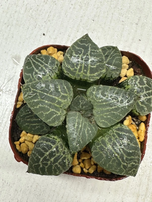 水晶康平【满16包邮】多肉植物