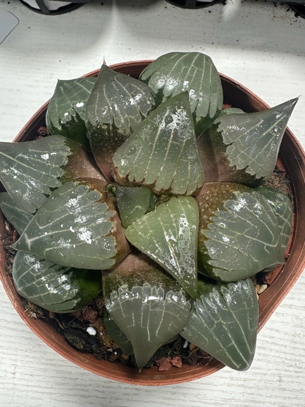 阿房宫大母本多肉植物【满16包邮】