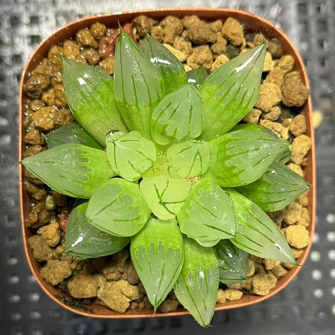 三大背窗西亚基【满16包邮】多肉植物