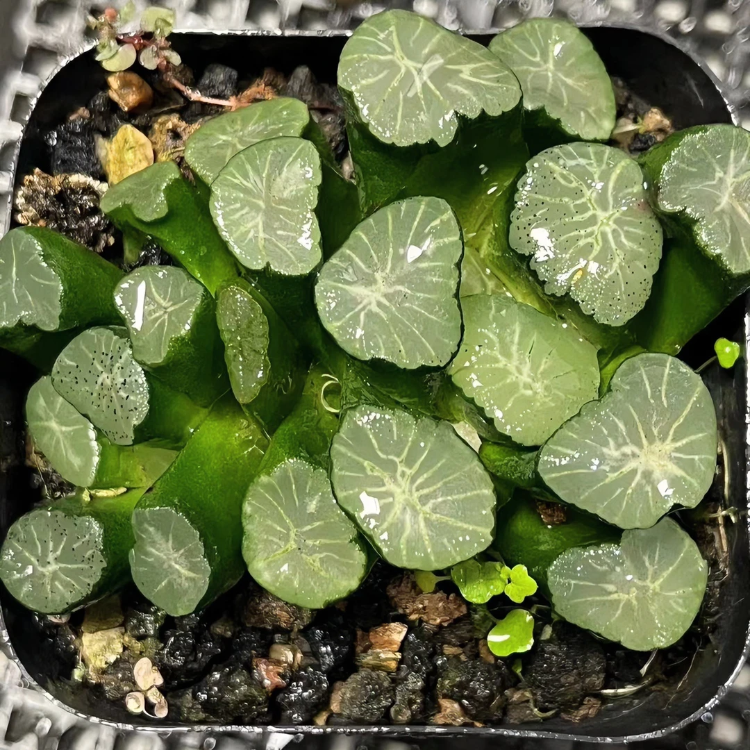 玉龙万象【满16包邮】多肉植物