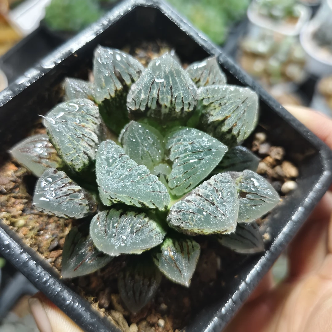 精品【冰上之舞】十二卷多肉植物（满16包邮）