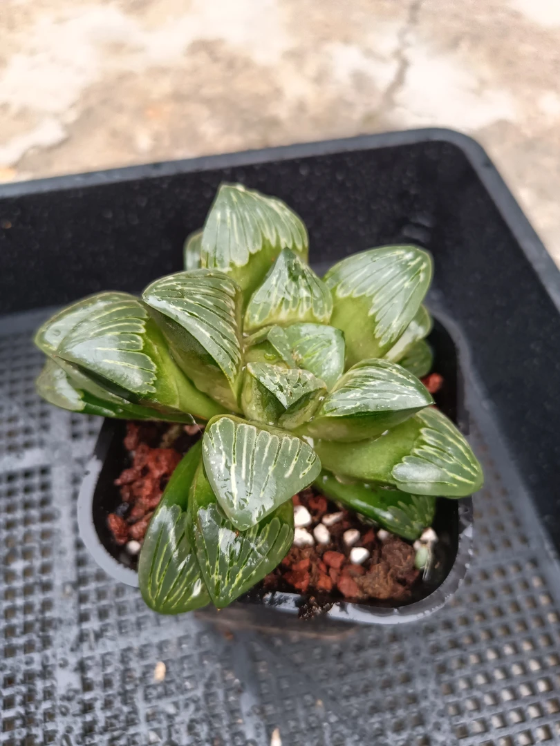 银龟寿【满16包邮】多肉植物
