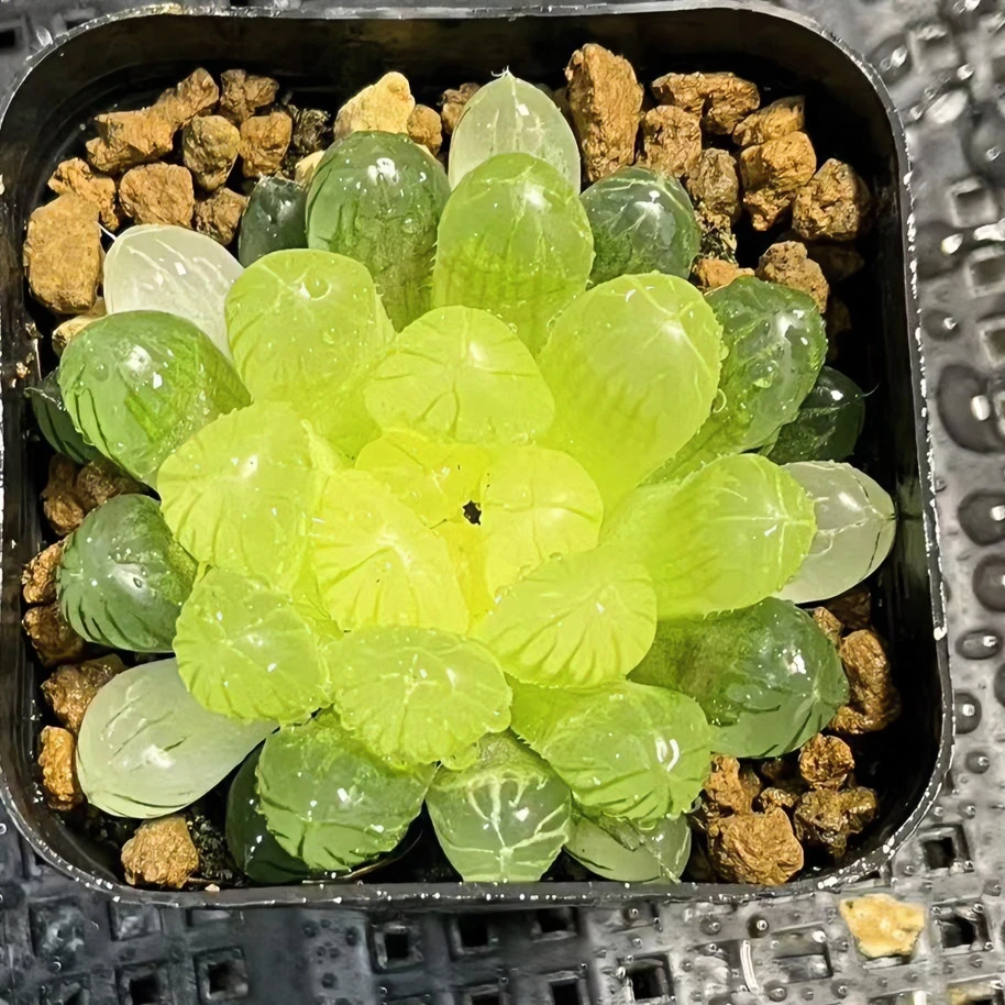 琥珀玉露多肉植物