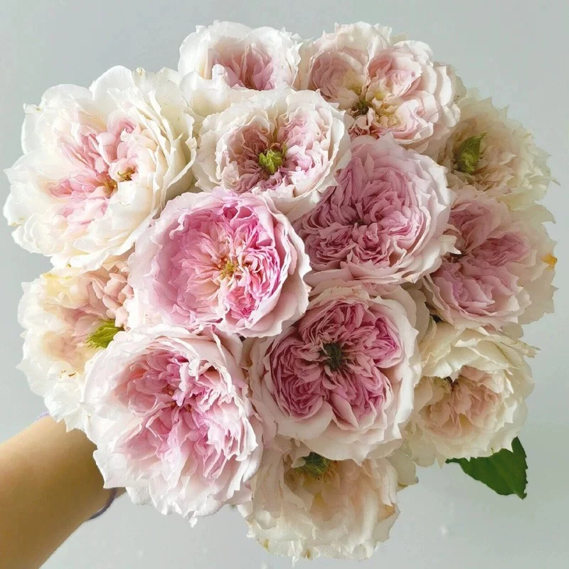 蝶之舞月季花大苗盆栽爬藤阳台多季玫瑰庭院勤开花绿植物浓香花卉