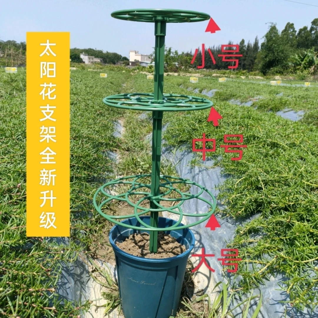 太阳花棒棒糖支架蟹爪兰常春藤爱之蔓单层多层支撑爬藤造型花架