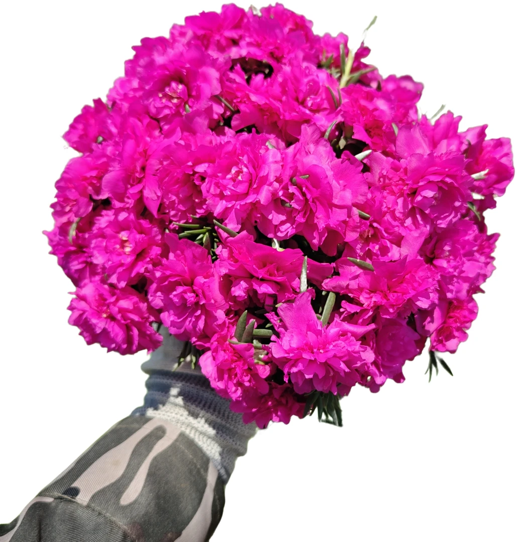 多年生宿根重瓣太阳花牡丹玫红王老桩