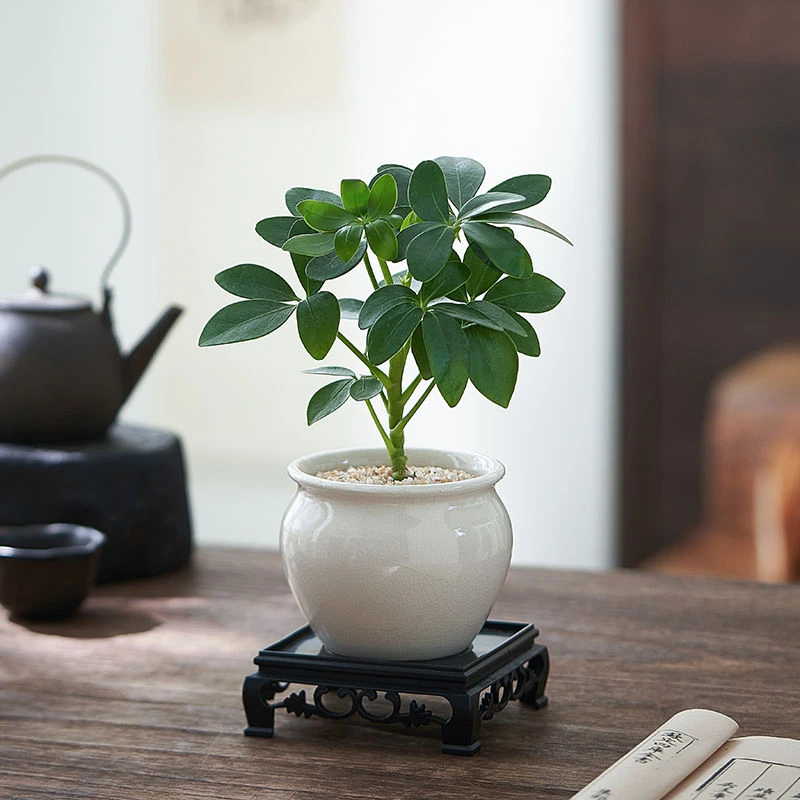 八方来财七叶莲发财树鸭脚木盆栽绿植办公室内桌面小盆景懒人植物