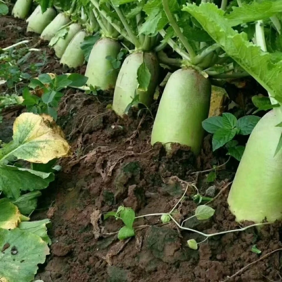 河南现挖青萝卜5斤露天种植新鲜蔬菜