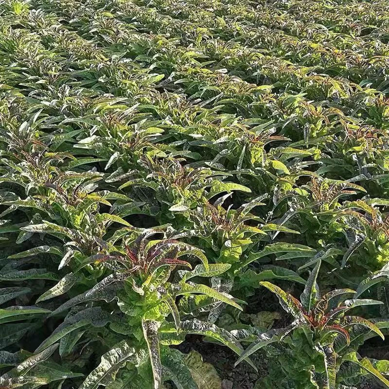 新鲜现挖红叶莴笋应季蔬菜 3 斤 5 斤河南发货