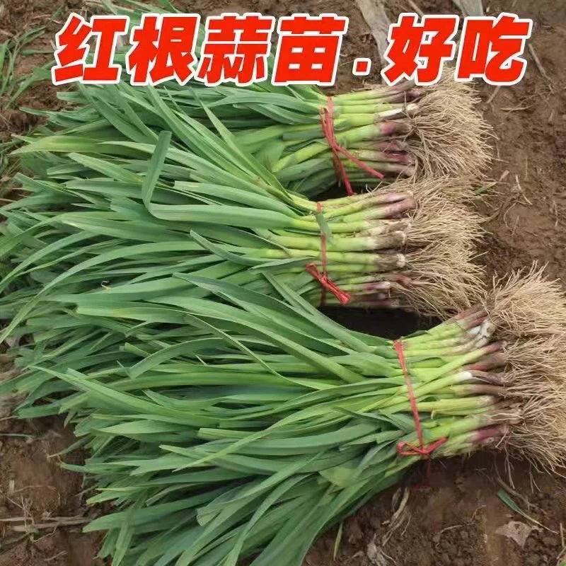 【顺丰发货】甘肃天水新鲜红头蒜苗农家自种红头蒜苗3斤5斤甘肃发货